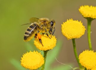 Jakie właściwości lecznicze ma pyłek pszczeli