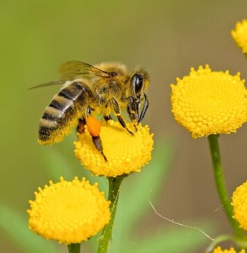 Jakie właściwości lecznicze ma pyłek pszczeli